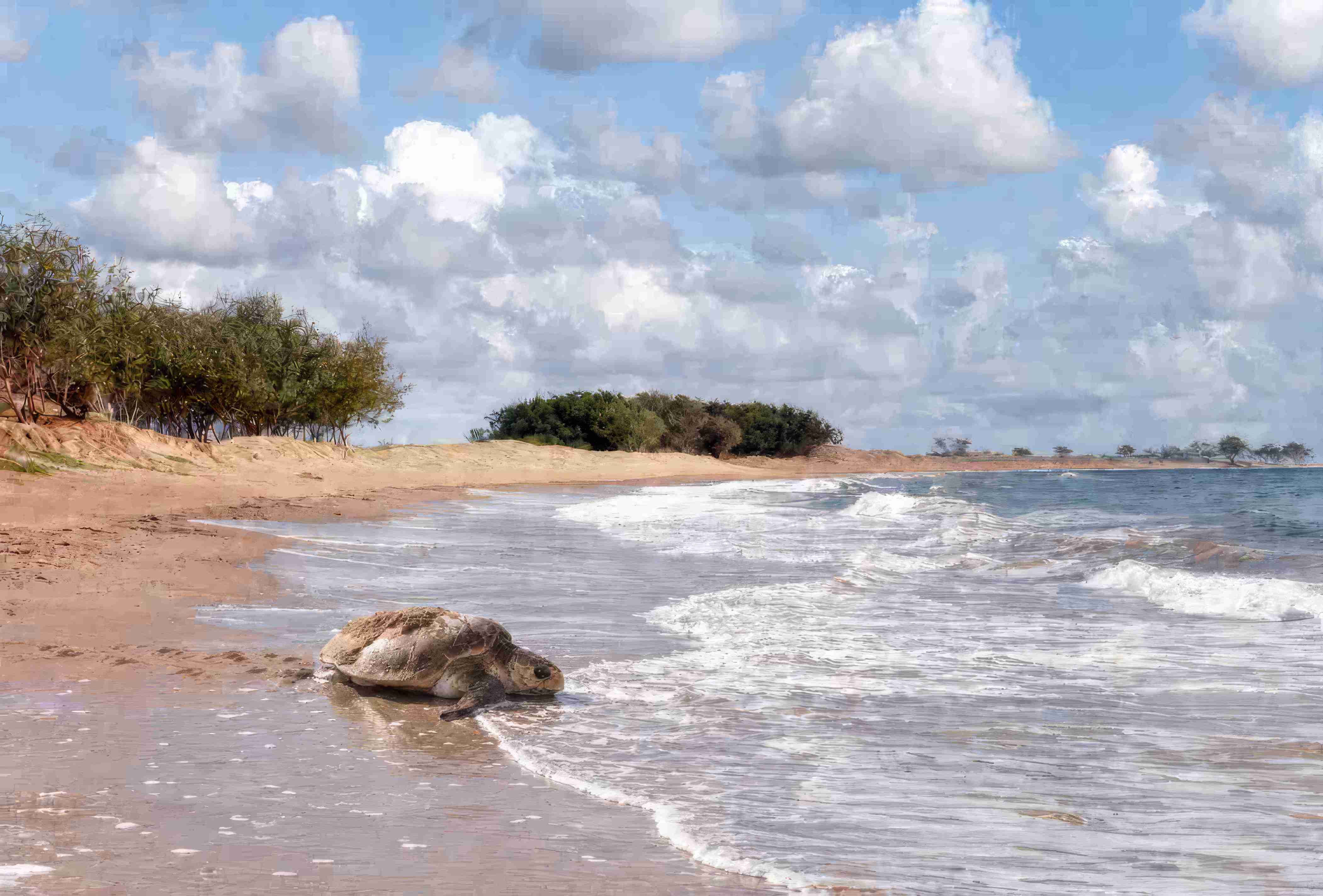 Loggerhead turtle returning to the sea at Mon Repos
