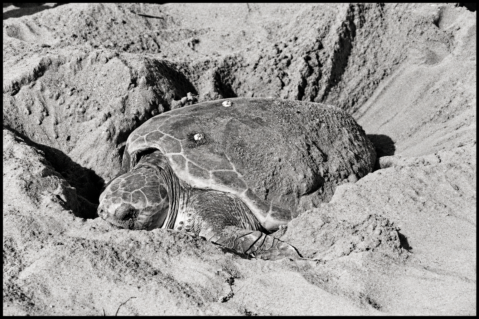 Loggerhead turtle nesting in the sand at Mon Repos in 1976