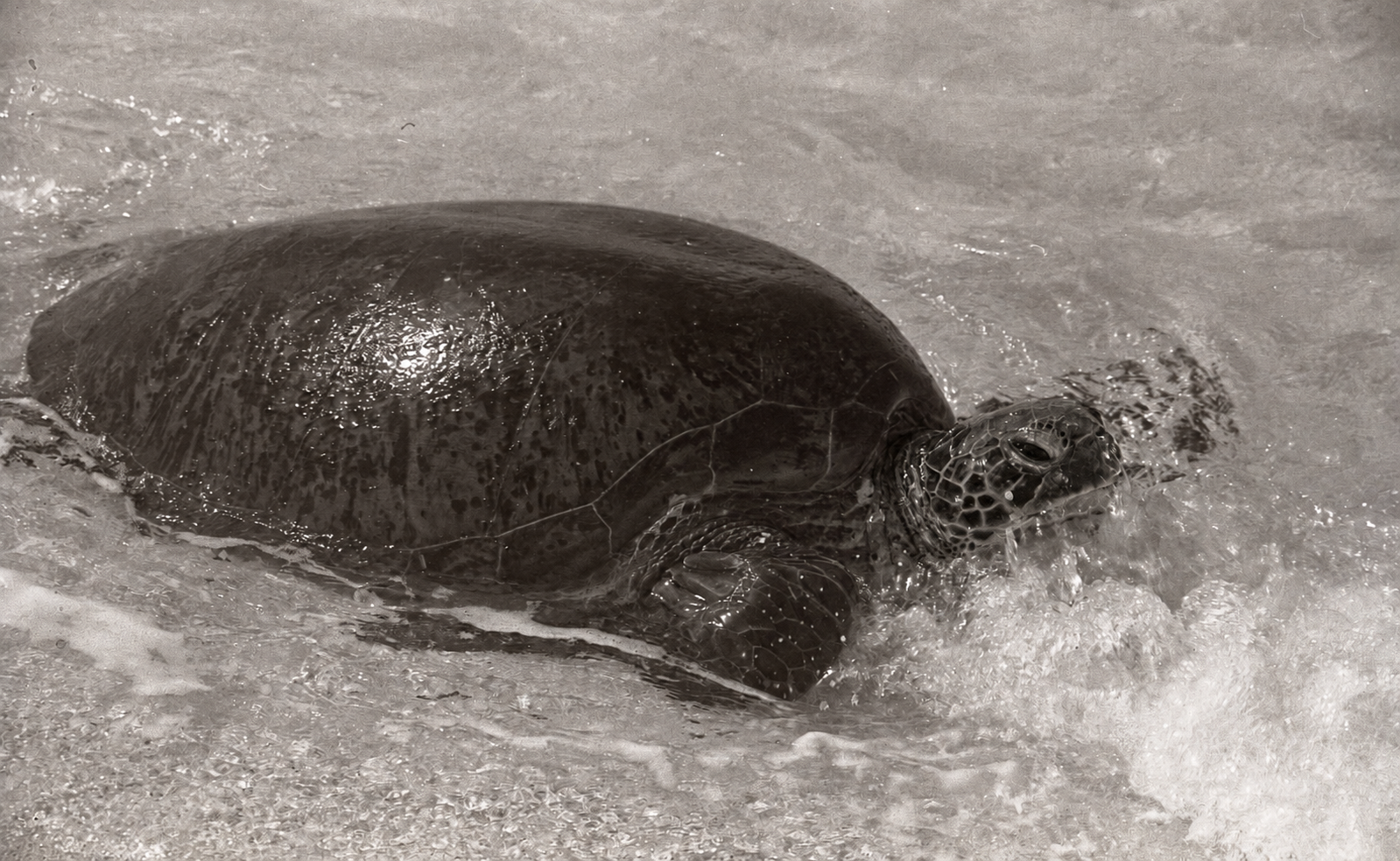 A green turtle moving through shallow surf at Raine Island, 1979